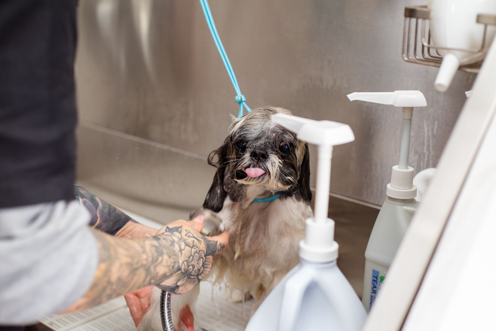 A wet small dog in a stainless tub mid-bath, tongue out