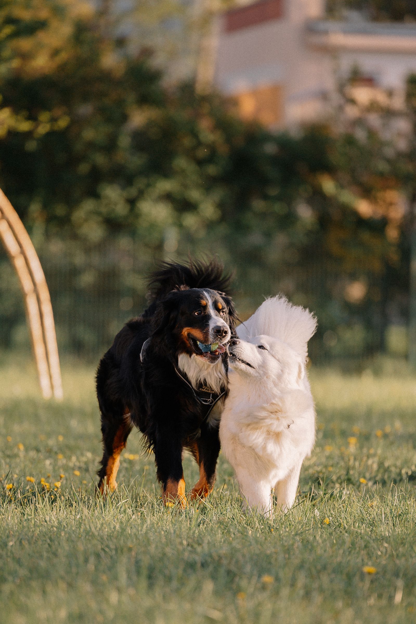 A Bernese mountain dog carrying a ball and a Samoyed playing together on grass