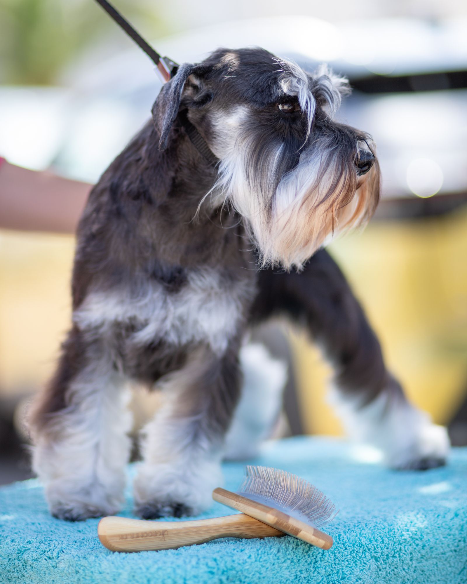 A freshly groomed miniature schnauzer standing on a towel next to a brush